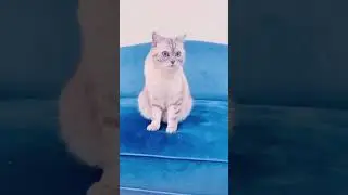 Про кошачью иерархию.