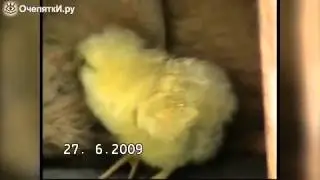 Собака усыновила цыплёнка
