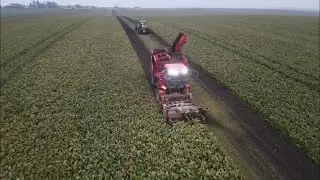 Комбайн Holmer TerraDos збирання буряків. Обзор. Трактори ХТЗ Т150 і Claas Axion відвозка. 