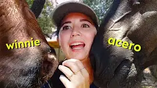 Maya gets a little OVERWHELMED by the animals in the pasture...