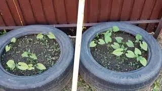 САД МОЙ...Что успела сделать за месяц...