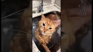 Funny cats 🙀 episode 10 #shorts