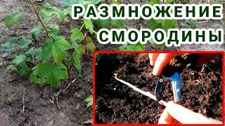 СМОРОДИНА - РАЗМНОЖЕНИЕ черенками  Черенкование смородины | PRO опыт