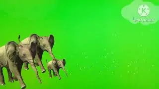 Group of Elephant !! Walking Elephant !! 2 video 🤠🤠🤠