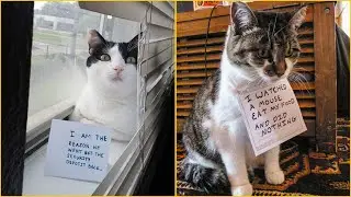 50 Cats Being Shamed For Their Crimes - Weird cat