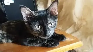 Две трёхцветные кошки.  Котёнок играет с кошкой