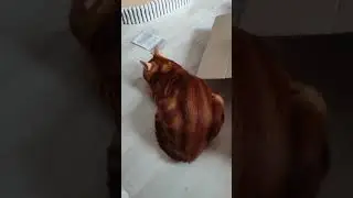 кот АЛЕКС ❤❤ Распаковка лежанки но все пошло не по плану ❤❤❤
