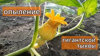 Опыление гигантской тыквы.02.07.2024. Иркутская область