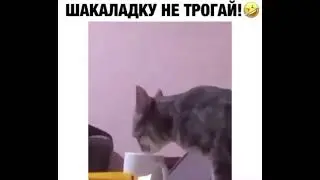 я сижу в туалете
