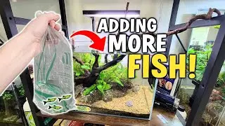 Adding *Mountain Dew Rasbora* Fish (and more) To My Aquariums!