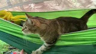 Новое убежище
