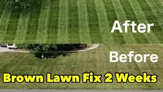 Brown Lawn Fix Results Two Weeks Later