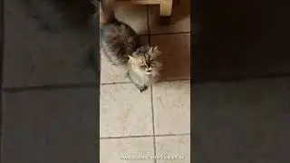 Perserdame Kimmi sucht demnächst ein Zuhause ❤