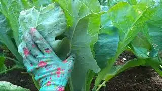 😪Не завязывается🥦 цветная капуста,☝️пробую,проверяю один метод!!