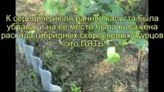 8 культур за сезон!