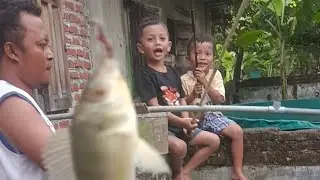 bocil mancing dikolam sendiri || bocil mania #bocilmancing