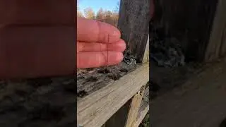 МОГИЛЬНЫЕ ИГЛЫ. ЭТО СТРАШНАЯ ПОРЧА