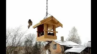 Putnu barotava. Slow motion. Feathered Friends' Feeding Frenzy. Aerial Dining Delights.