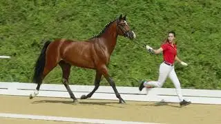 Pieter V - Deckhengst Österreichisches Reitpony