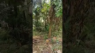 Native Chicken Free Range Area