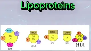 Lipoproteins (Chylomicrons, VLDL, LDL,HDL) #biochemistry #metabolism #lipid #lipoprotein