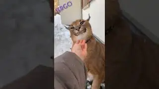 A little cat.... interesting videos 🤪😅