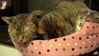 СМЕШНЫЕ ЖИВОТНЫЕ КОТ! Наш новый забавный смешной веселый котенок приколы с кошками