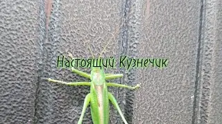 Настоящий Кузнечик у нас в деревне