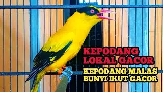 KICAUAN KEPODANG LOKAL GACOR || PANCINGAN KEPODANG AGAR BUNYI