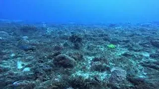 Drifting along with fishies