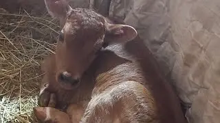 отел коровки