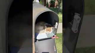 Pranking mailman 