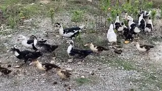 Amerikan Ördekleri çoğalıyor 