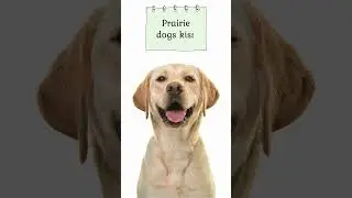 fun facts #trending #viral #youtubeshorts