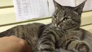 Кевин