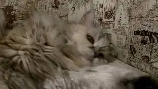 Буся в ритме пасадобля