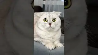 Приколы с котиками #котики #котывидео #смешноевидео #коты #юмор #кот #приколы #прикол