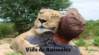 Animales abrazando a las personas |  Animales el amor humano