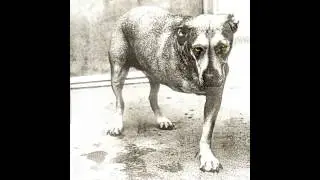 Alice in Chains - Frogs