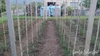 Preparazione sostegni pomodori 🍅🍅🍅