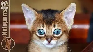 Little abyssinian kitten playing with mom cat [kotopurrs]