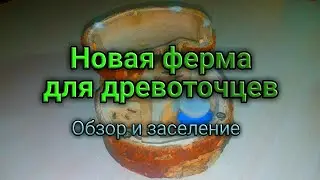 Формикарий 