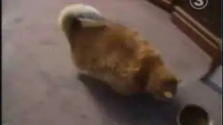 Fat Cat