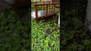 Талдомский район СНТ Дружба затопление(1)