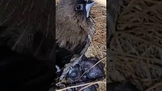 3 different types of society finches #shorts