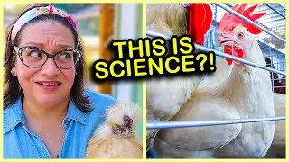 Chicken Keeping has a BIG Problem