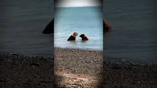 Медведи купаются! #Shorts