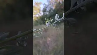 Обзор секретное насекомое 😱😱😱