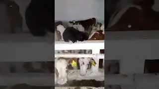 Друзья😂🐮🐈‍⬛🐈‍⬛🐈‍⬛🐈‍⬛