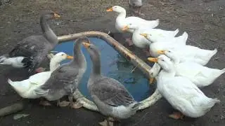 Утки, гуси, куры 6.